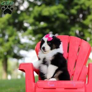 Cisco, Miniature Australian Shepherd Puppy